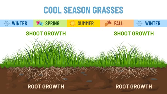 Cool season grass growth patterns throughout the year.